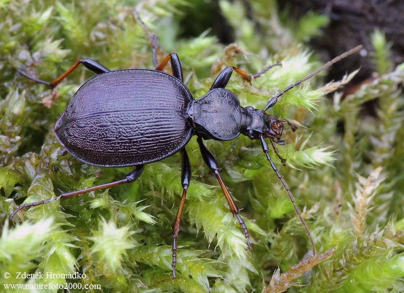 úzkoštítník, Cychrus attenuatus, Cychrini, Carabidae (Brouci, Coleoptera)